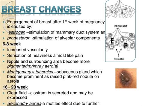 Breast changes during pregnancy: Pictures and symptoms